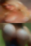 Horny wives Fitzgerald
